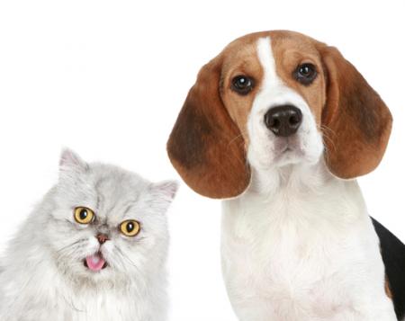 La vente de chiens et chats est désormais interdite en animalerie